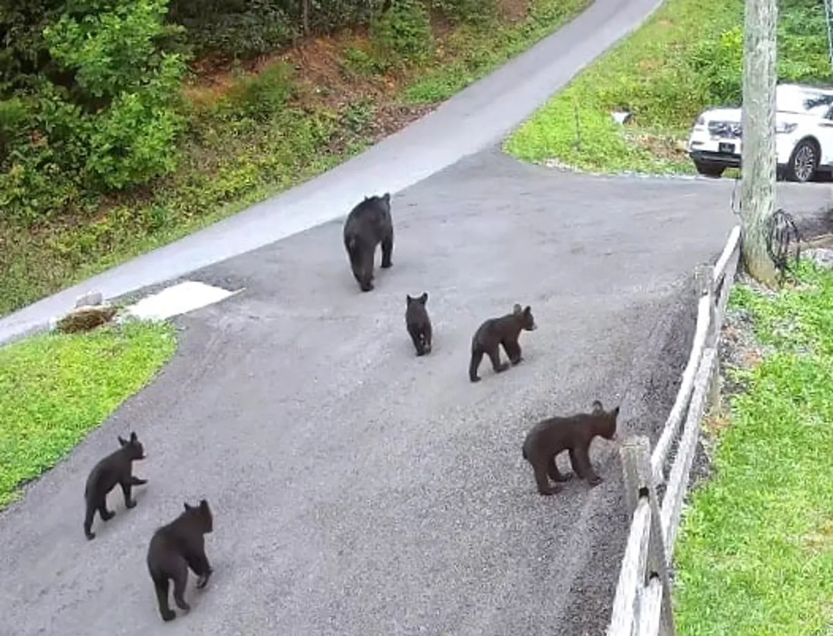 A playful family of bears strolls along a quiet road flanked by lush greenery and a rustic fence, capturing the excitement of unexpected wildlife encounters near the property.