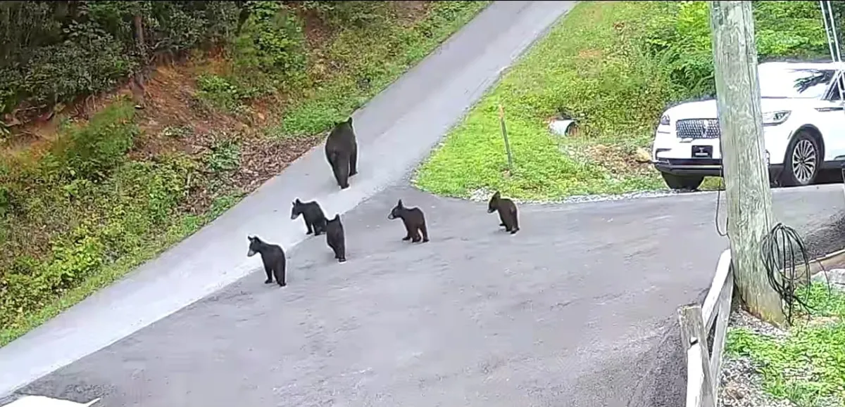A small group of bears crosses a mountain road as a car waits nearby, set against a vibrant green landscape. The photo captures the thrill and reality of wildlife encounters in the region, emphasizing the area's natural allure and sense of adventure.