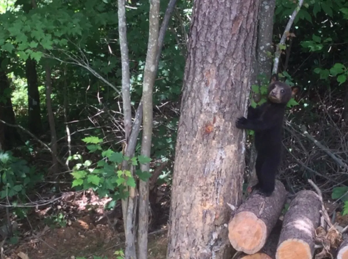 A curious black bear explores near a tree trunk amidst lush greenery and logs, offering an authentic glimpse into local wildlife. The scene is playful yet serene, showcasing the kind of bear sightings guests may experience during their stay, surrounded by the tranquility of nature.